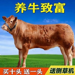 活牛鲁西黄牛犊肉牛犊西门塔尔活体牛崽苗小牛肉牛仔杂交养殖技术