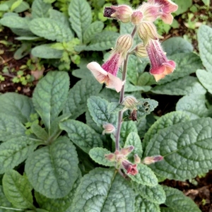 地黄 生地 玄参科地黄属多年生小型草本植物耐寒热南北方栽种绿植