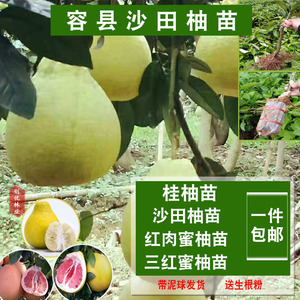 红肉沙田柚苗 红肉沙田柚苗品牌 价格 阿里巴巴 红肉沙田柚苗 红肉沙田柚苗品牌 价格 阿里巴巴