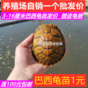 3-15厘米活体乌龟全品小龟红耳龟龟苗宠物红耳水龟乌龟批包活发