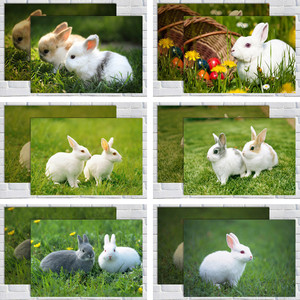 兔子海报小白兔灰兔儿童房可爱动物挂图挂画早教图片装饰画贴墙纸