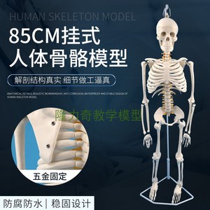 85CM人体骨骼带椎间盘神经根骨架骷髅标本模型小针刀悬挂式软腰椎