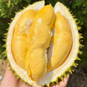 【马猫口感】泰国鲜果托曼尼榴莲新鲜水果核大整个带壳小猫山巴掌