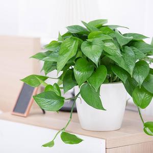 小绿萝吊兰办公室桌面盆栽室内净化空气家居含盆植物绿箩吸除甲醛