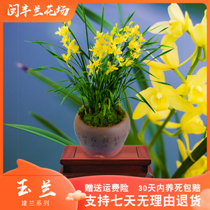 【建兰玉兰】兰花苗四季兰名贵盆栽花卉植物室内不带花苞浓香型