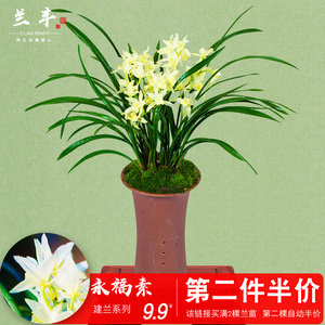 兰花盆塑料兰草 兰花盆塑料兰草品牌 价格 阿里巴巴 兰花盆塑料兰草 兰花盆塑料兰草品牌 价格 阿里巴巴