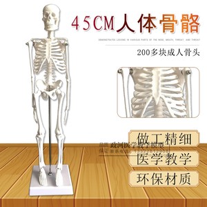 人骨架标本玩具人体骨骼模型45CM 髅骼骨头 人体解剖关节示教模具