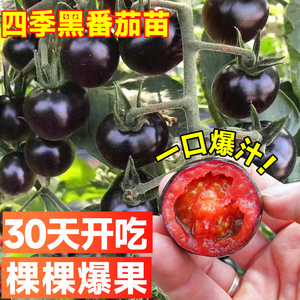 瀑布黑珍珠圣女果苗秧苗矮生樱桃小番茄千禧种子盆栽小西红柿种籽