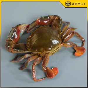 仿真赤甲红蟹模型假海鲜水产海蟹花盖蟹模具仿真大螃蟹三目蟹道具