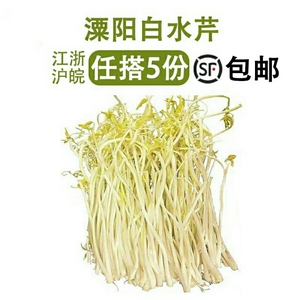 天目湖特产溧阳白芹 无根芹丫水芹菜新鲜芹菜绿色蔬菜淮扬菜500克