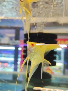 新品激光彩虹燕鱼神仙鱼金燕小型热带观赏鱼自家繁殖红眼长鳍长尾