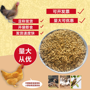 稻谷带壳10斤喂鸡鸭鹅鸽鸟食圈养禽饲料水稻谷种子宠物新鲜原粮