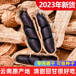 2023年新黑花生云南特产生黑花生新鲜带壳晒干原味黑皮花生籽种子