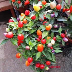 五色椒珍珠椒苗新鲜四季带果土多色可食阳台庭院绿植花辣椒草盆栽