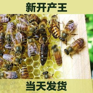 中蜂蜂王种王优质高产蜜蜂活体产卵王双色杂交交尾阿坝中蜂处女王