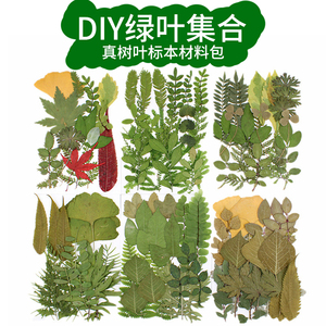 真树叶植物标本绿叶套装幼儿园DIY叶子压花手工书签手账贴画干花