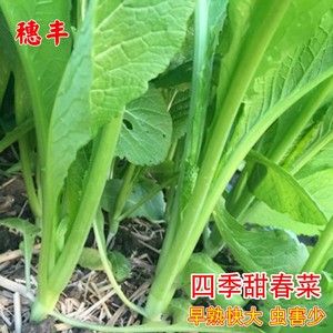 四季甜春菜种子小白菜青菜种籽四季播香芥菜耐寒热阳台盆栽蔬菜孑