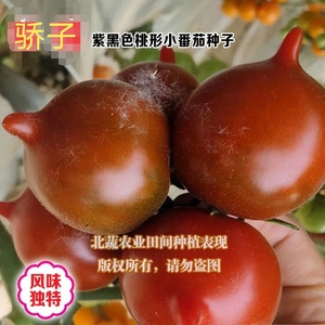 紫色春桃形小番茄种子 骄子300粒圆球形紫樱桃圣女果小西红柿种籽