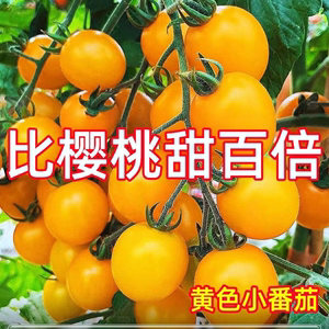 台湾黄姑娘番茄柿子种子 超甜水果番茄种子 小番茄种子姑娘番茄籽