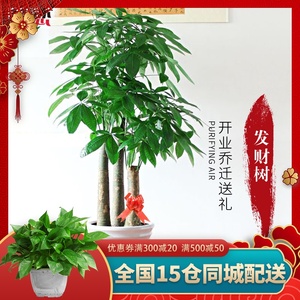 步步高发财树室内大植物盆栽盆景绿植办公室开业乔迁招财送礼客厅 阿里巴巴找货神器 步步高发财树室内大植物盆栽盆景绿植办公室开业乔迁招财送礼客厅 阿里巴巴找货神器