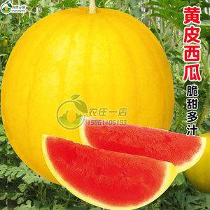 超甜黄皮红瓤西瓜种子种籽孑无籽小麒麟8424四季高产特大巨型懒汉