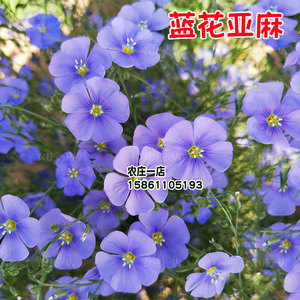 蓝花亚麻种子阳台庭院花种子盆栽花卉种籽蓝亚麻花籽花海庭园造景