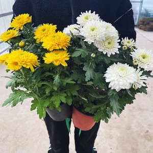 黄菊花盆栽白菊乒乓菊荷兰菊大菊花苗盆栽祭祀庭院楼顶  观花植物