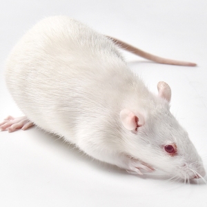 活体SD实验大白鼠KM小白鼠实验SPF级繁殖组物老鼠幼体乳鼠角蛙粮