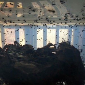 蚂蚁活体黑蚂蚁野生拟黑多刺蚁日本黑褐蚁千军万马宠物蚂蚁一窝