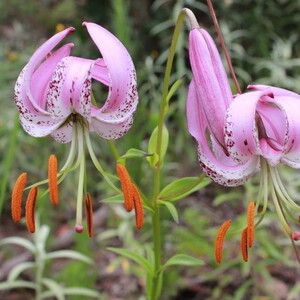 宝兴百合花变异葡茎百合稀少百合花山丹丹花屋 阿里巴巴找货神器