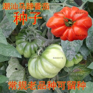 潮汕老种马蹄番茄种子 西红柿种子 老品种番茄籽 蔬菜种子大番茄