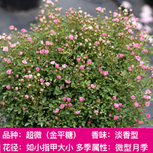 日本超微金平糖月季花苗四季开花卉迷你微型玫瑰绿植阳台小盆栽