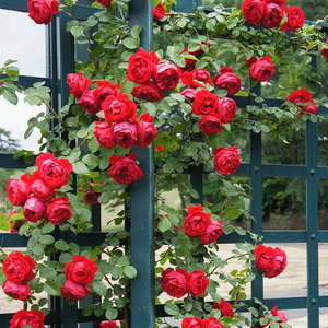 盆栽绿植玫瑰月季 红色龙沙宝石月季 阳台红龙藤本月季苗多花蔷薇