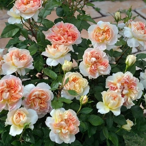 南瓜灯笼 月季花苗灌木勤花抗病耐热长势强橙黄复色玫瑰阳台庭