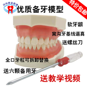 口腔牙科牙齿模型 备牙练习软牙龈牙模 可拆缷替换仿真树脂离体牙