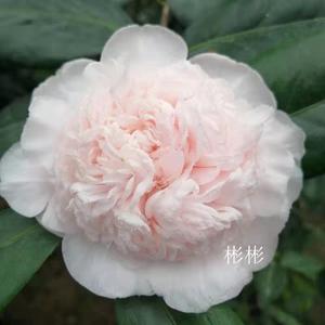 戴氏之歌 水晶 福建龙岩永福镇名贵品种茶花苗巨型粉色拖桂型茶花