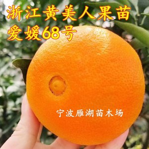 日本引进宁波新品种黄美人柑橘苗爱媛68号苗爱媛28红美人柑橘果苗
