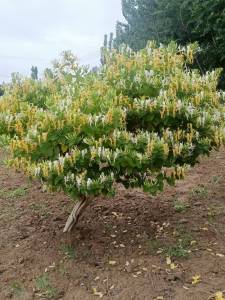 精品金银花老桩盆景 大树桩 盆栽植物 古桩盆景树金银花树苗木