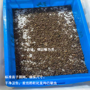 爬宠鬃狮蜥豹纹守宫杜比亚蟑螂幼体饲料面包虫大麦虫蟋蟀饵料龙鱼