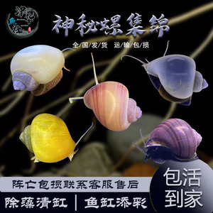 神秘螺淡水观赏螺清洁除藻蜗牛工具螺苹果螺紫纹螺黄金螺蓝螺活体