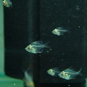 玻璃拉拉鱼活体热带观赏鱼小型透明草缸淡水群游红绿灯5只装