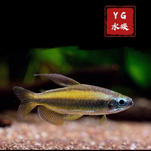 YG水族进口珍稀非洲 黄金二线刚果灯 二线刚果灯鱼活体热带观赏鱼