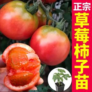 早熟正宗草莓柿子苗秧 好吃铁皮番茄苗 四季大小西红柿蔬菜苗
