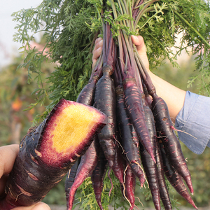 新品艳紫紫胡萝卜种子紫人参盆栽蔬菜种子紫色胡萝卜种子 阿里巴巴找货神器