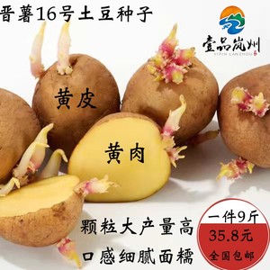 岚县高山土豆马铃薯洋芋晋薯16号一级脱毒黄皮大土豆种薯原种子