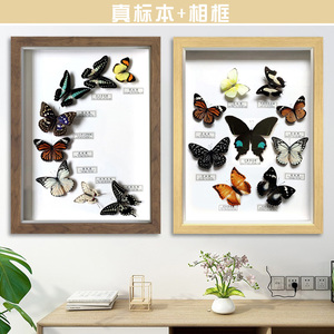 新款真蝴蝶标本相框独立昆虫工艺装饰挂件墙画科普教学具16寸多蝶
