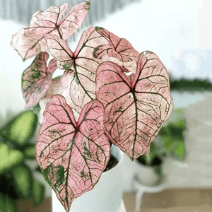 五彩叶芋粉色和声白色恋人泰国美人进口室内网红ins绿植观叶盆栽