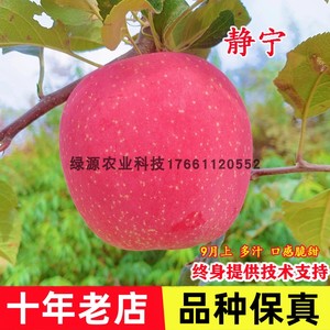甘肃静宁红富士苹果树苗嫁接抗寒脆甜苹果苗南北方庭院种当年结果