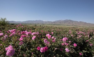 Lalehzar山脉高地海拔2700米 沙漠 有*机大马士革奥图玫瑰精油