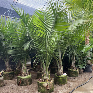 北欧森林国王椰子树盆栽大型热带雨林植物室内客厅庭院地栽绿植